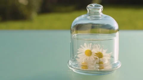 Glass jar with chamomile flowers Stock Footage 137119260