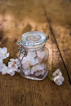 Glass jar with cherry blossom Foto stock