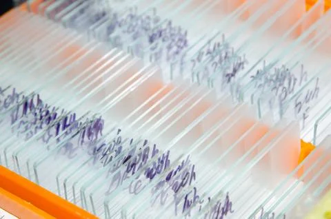 Glass microscope slide Foto stock