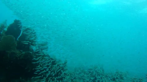 Glass Minnows Stock Footage 7903163