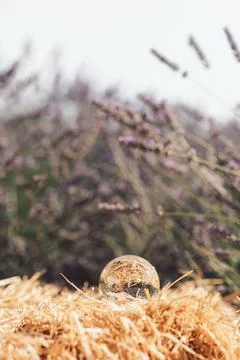 Glass optical ball at sunset in the city in Ukraine Stock Photos