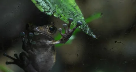 A Glass Pane Separates Curious Tree Frog From the Camera Stock Footage 285831873