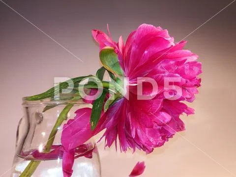 Glass pitcher with water and red flower, still life Stock Photos