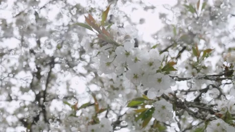 Glass with raindrops on the background. cherry branches. Gloomy weather. Video stock 189237163