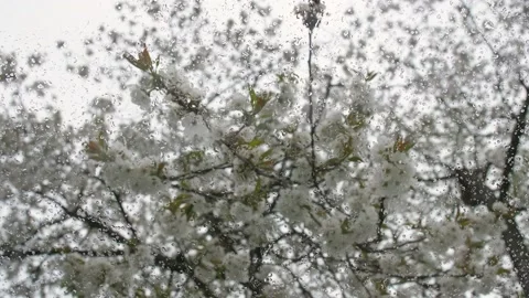 Glass with raindrops. On the background of flowering cherry branches. Gloomy Stock-Footage 189238082
