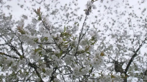 Glass with raindrops. On the background of flowering cherry branches. Video stock 194038153