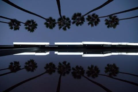 Glass reflection of Palm trees Stock Photos