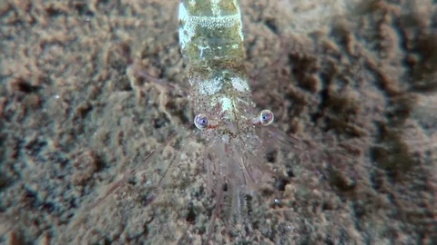 Glass shrimp masked in search of food underwater seabed of White Sea Russia. Stock Footage