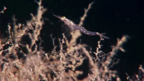 Glass shrimp masked in search of food underwater of White Sea Russia. Stock Footage