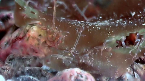 Glass shrimp masked in search of food underwater seabed of White Sea Russia. Stock Footage