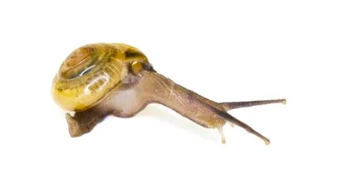 Glass snail Stock Photos