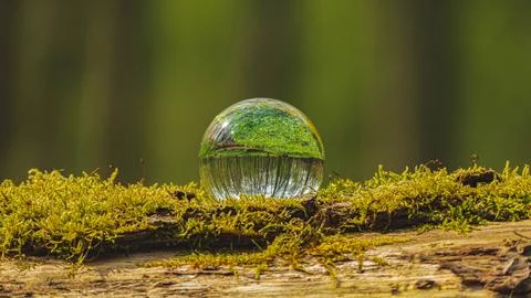 Glass Sphere on Mossy Tree Trunk in the Forest Stock Photos