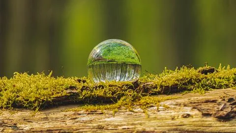 Glass Sphere on Mossy Tree Trunk in the Forest Stock Photos