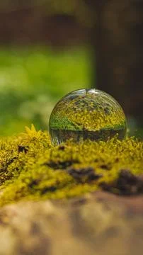 Glass Sphere on Mossy Tree Trunk in the Forest Stock Photos