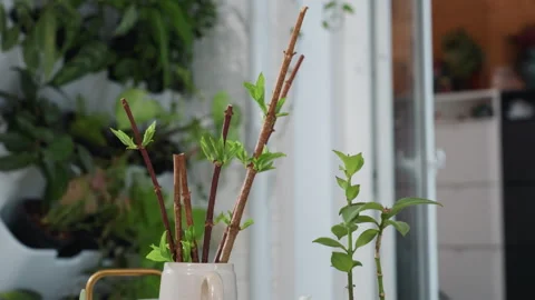 Glass Table with Ceramic Jug and Budding Branches Stock Footage 309040139