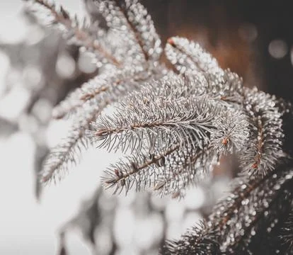 THE GLASS TREE Stock Photos