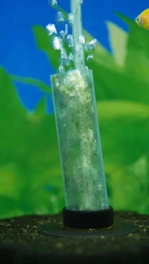 The glass tube of the oxygen diffuser in the aquarium with a blue background rel Video stock 235329575