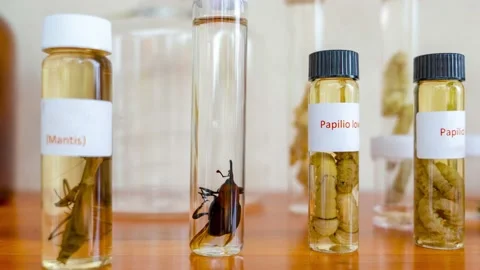 Glass tubes with various insects Stock-Footage 137828471
