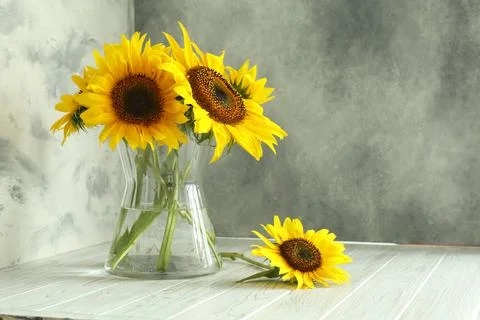 Glass vase with beautiful sunflowers and double-sided backdrops in photo stud Stock Photos