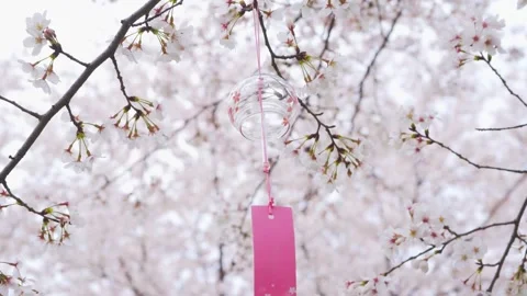 Glass wind chime hanging from a cherry blossom tree branch Video stock 341931559
