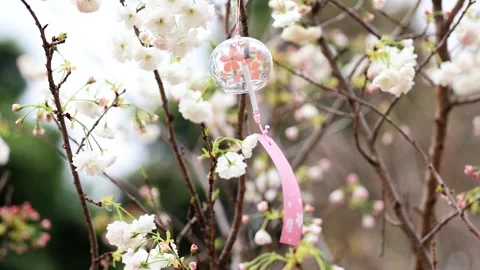 Glass Wind Chime Hanging from Cherry Blossom Branches in Spring Garden Stock Footage 341961353