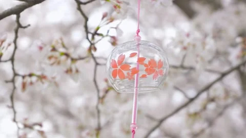 Glass Wind Chime Hanging From Cherry Blossom Tree Branch During Spring Season Stock Footage 341961773