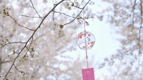 Glass Wind Chime Hanging From Cherry Blossom Tree Branches During Spring Season Stock Footage 341961774