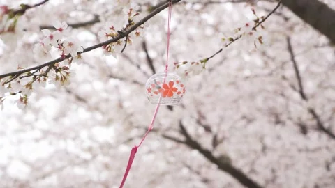 Glass Wind Chime Hanging From Cherry Blossom Tree Branch During Spring Season Stock Footage 342002213