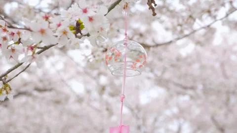Glass Wind Chime Hanging From Cherry Blossom Tree Branch During Spring Season Stock Footage 342330562