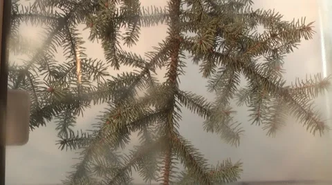 Glass window covered with freezing pattern Video stock 969826