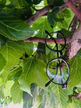 Glasses hanging in a fig tree Stock Photos