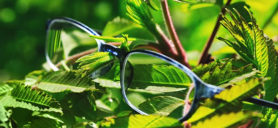 Glasses hanging on a plant. Beautiful optometry glasses in green grass. Stock Photos