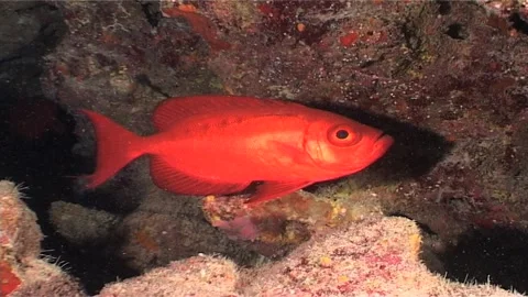 Glasseye In A Burrow Stock Footage 292467924