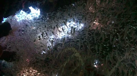 Glassfish in a cave Stock Footage 8694371