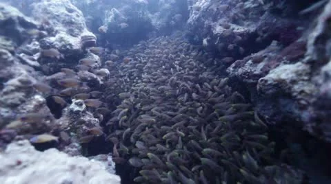 Glassfish in a crack of the reef.mp4 Stock Footage 10919178