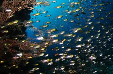 Glassfish school Stock Photos