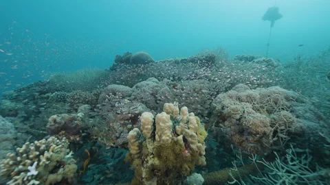 Glassfish Schooling Inside Reef Structure Video stock 333573775