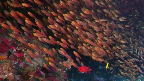 Glassfish swarm 4K Stock Footage 331276510