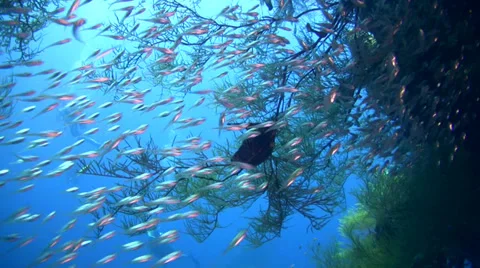 Glassfishes Video stock 34819100