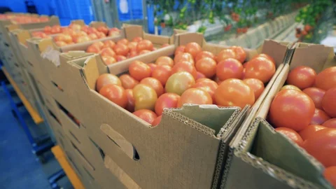 Glasshouse worker pulls boxes with ripe tomatoes. Ripe tomatoes, vegetable Stock Footage 129487504