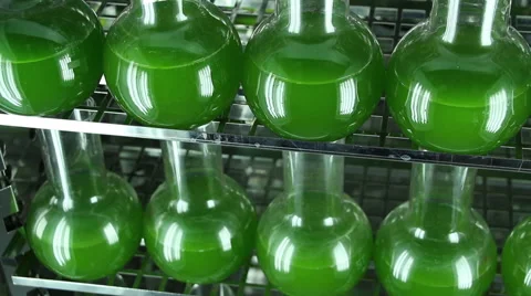 The glassware filled with green algae  horizontal  panning top view Stock-Footage 61057165