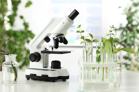 Glassware with plants and microscope on table against blurred background. Bio Stock Photos