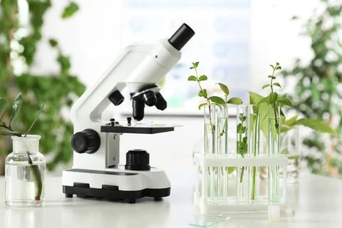 Glassware with plants and microscope on table against blurred background. Bio Stock Photos