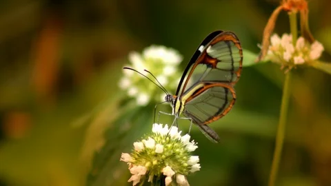 Glasswing Epityches eupompe butterfly inserting its probe into small white Stock-Footage 108035890