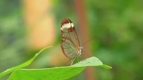 Glasswinged butterfly Stock Footage 11151055