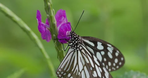 Glassy Tiger Butterfly sips nectar from a purple flower with its long Stock Footage 329145356