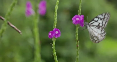Glassy Tiger butterfly sips nectar, flaps wings, and takes flight from a purple Stock Footage 329211253