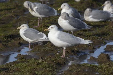 Glaucous Gull  bird 스톡 사진