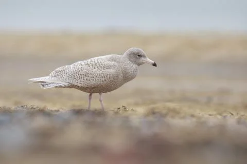 Glaucous gull Larus hyperboreus foraging on a beach Stock Photos