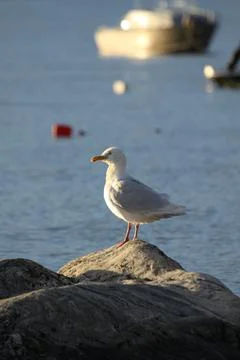 Glaucous gull, Larus hyperboreus, on shore along Arctic ocean Stock Photos